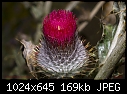 California Thistle (Cirsium occidentale)-california-thistle-cirsium-occidentale-.jpg