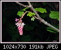 Claremont Pink Flowering Currant-claremont-pink-flowering-currant.jpg