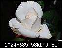 Fading white rose-fading-white-rose.jpg