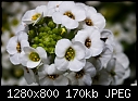 Itsy bitsy white flowers-itsy-bitsy-white-flowers.jpg