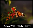 Monarch-monarch.jpg