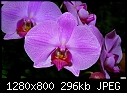 Orchid - phal-orchid-phal.jpg