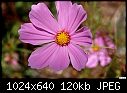 Pink flower-pink-flower-g.jpg