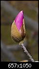 Pink Magnolia Bud-pink-magnolia-bud.jpg