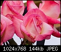 Pink roses-pink-roses.jpg