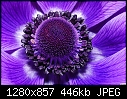Purple flower 2-purple-flower-2.jpg