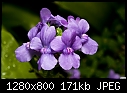 Purple flower 3-purple-flower-3.jpg