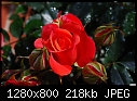 Red rose 2-red-rose-2.jpg