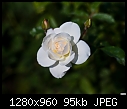 Single white rose - soft focus-single-white-rose-soft-focus.jpg