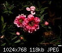 -tea-tree-flowers-2.jpg