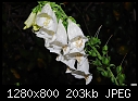 White foxglove 2-white-foxglove-2.jpg