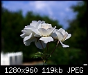 White roses-white-roses.jpg