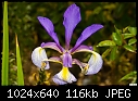 Wild iris-wild-iris.jpg