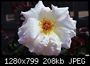Click image for larger version

Name:	Wilted white rose.jpg
Views:	279
Size:	208.2 KB
ID:	12657