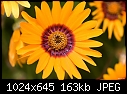 Click image for larger version

Name:	Yellow flower 3.jpg
Views:	204
Size:	163.3 KB
ID:	12658