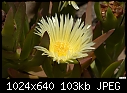 Click image for larger version

Name:	Yellow Ice Plant.jpg
Views:	278
Size:	102.5 KB
ID:	12660