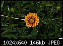 Click image for larger version

Name:	Yellow flower d.jpg
Views:	220
Size:	146.1 KB
ID:	12661