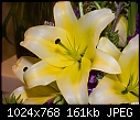 Yellow lily-yellow-lily.jpg