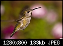 Click image for larger version

Name:	Hummingbird 027.jpg
Views:	305
Size:	132.7 KB
ID:	12663