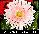 Click image for larger version

Name:	Pink Gerbera.jpg
Views:	248
Size:	211.8 KB
ID:	12664