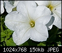 Click image for larger version

Name:	White Petunia.jpg
Views:	2050
Size:	150.2 KB
ID:	12667