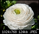 Ranunculus - white-ranunculus-white-2.jpg