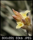 Tillandsia up close-t-jacunda-var.-viridiflora-218a-dsc00072.jpg
