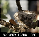 Click image for larger version

Name:	Hummer nest DSC00086.JPG
Views:	245
Size:	102.7 KB
ID:	12673