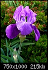 My First Iris of the Year-first-iris-2010m.jpg