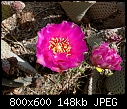 Click image for larger version

Name:	Cactus Blossom m.jpg
Views:	429
Size:	148.0 KB
ID:	12682