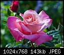 San Juan Capistrano - pink rose 237-san-juan-capistrano-pink-rose-237.jpg