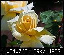 Click image for larger version

Name:	San Juan Capistrano - pale yellow rose 261.jpg
Views:	367
Size:	128.6 KB
ID:	12688