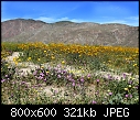 Field of Desert Wildflowers-field-wildflowers-m.jpg