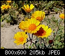 Desert Sunflower-deser-sunflower-m.jpg