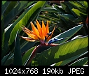 San Juan Capistrano - Bird of Paradise - 174-san-juan-capistrano-bird-paradise-174.jpg