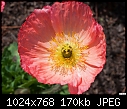 Click image for larger version

Name:	San Juan Capistrano - pink papaver - 076.jpg
Views:	288
Size:	170.1 KB
ID:	12695