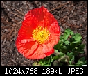 Click image for larger version

Name:	San Juan Capistrano - red papaver - 074.jpg
Views:	250
Size:	189.4 KB
ID:	12696
