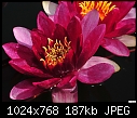 Click image for larger version

Name:	San Juan Capistrano - red water lily - 176.jpg
Views:	1618
Size:	186.7 KB
ID:	12697