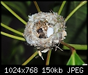 First baby hummingbird hatched today-first-baby-hummingbird-hatched-today.jpg