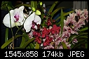 Click image for larger version

Name:	Phalenopsis_OchidShow_03132010_NeenahWI.jpg
Views:	350
Size:	174.1 KB
ID:	12701