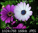 Click image for larger version

Name:	Osteospermum - backyard.jpg
Views:	294
Size:	165.7 KB
ID:	12704