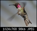 Click image for larger version

Name:	Male Anna's Hummer.jpg
Views:	354
Size:	98.2 KB
ID:	12705
