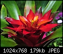 Click image for larger version

Name:	Bromeliad - Guzmania.jpg
Views:	7741
Size:	178.8 KB
ID:	12707