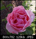 Click image for larger version

Name:	Queen Elizabeth DSC00103.JPG
Views:	361
Size:	127.8 KB
ID:	12708