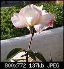 Rose named Garden Party-garden-party-dsc00100.jpg