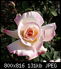 Same rose but . . . . .-garden-party-dsc00101.jpg