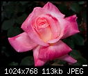 Click image for larger version

Name:	Pink Rose.jpg
Views:	280
Size:	113.4 KB
ID:	12719