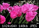Pink Tulips-pink-tulips.jpg