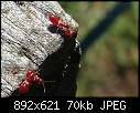 Red bugs that i  have never seen tham before-beetles.jpg