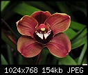 Click image for larger version

Name:	Brown Orchid.jpg
Views:	44346
Size:	153.9 KB
ID:	12734